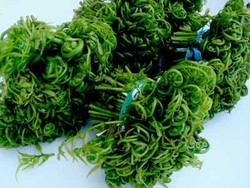 Krenyes Renyah Tumis Pakis