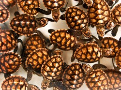 Kep. Bangka Belitung & Sumatera Selatan