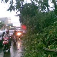 Bruuk! Pohon Flamboyan Roboh di Jalan Lodaya