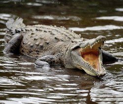 Punya Nyali? Ayo Berburu Aligator!