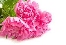 Si Cantik Peony Bisa Kurangi Efek Samping Kemoterapi