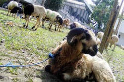 Ketentuan Akikah dan Kurban