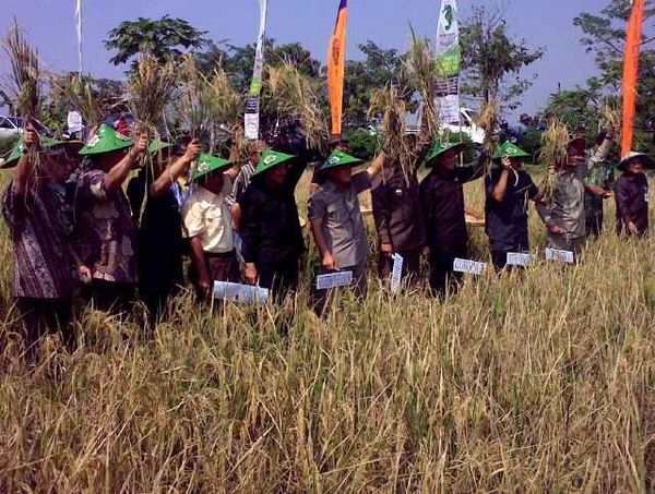 Menteri Turun ke Sawah