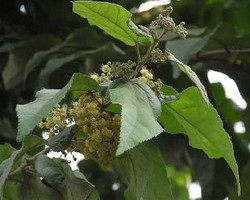 Alternatif Langsing Dengan Daun Jati Belanda