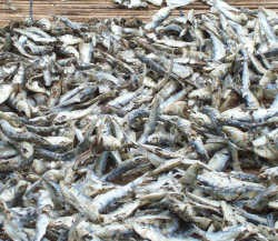 Mengoreng Ikan Teri Asin