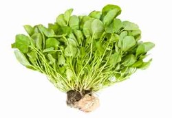 Selada Air, Sayuran Super Pembasmi Kanker