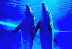 Perilaku Homoseksual Binatang Lebih Dulu Ketimbang Manusia