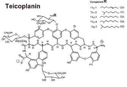 Teicoplanin
