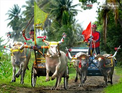 Makepung, Grand Prix-nya Orang Bali