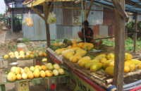 Ramadan, Saatnya Petani Timun Suri Panen Rezeki