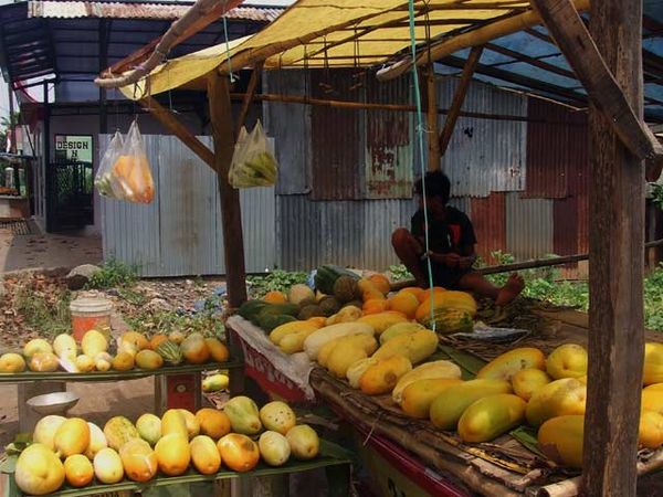 Petani Timun Suri Panen Rezeki
