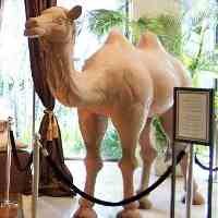 Tenda Maroko dan Onta Coklat Ala Hotel Bumi