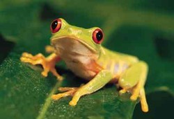 Antibiotik Baru dari Kulit Katak untuk Perangi Kuman Super 