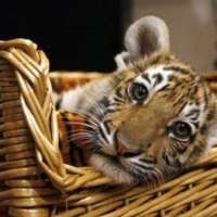 Anak Harimau Diselundupkan Dalam Koper di Bandara Thailand