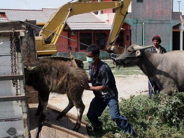 Hewan Peliharaan Ikut Diungsikan