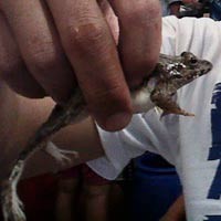 Jelang Lebaran, Penjualan Daging Kodok Melempem