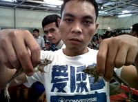 Penjualan Daging Kodok Lesu