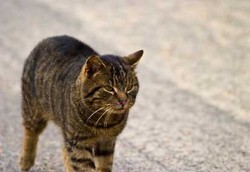 Kucing Warna Gelap Lebih Berisiko Tularkan Alergi