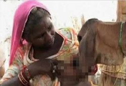 Astaga! Air Susu Ibu Disusukan untuk Anak Sapi