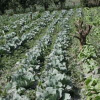 Belasan Ribu Areal Pertanian Terancam Gagal Panen