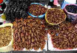 Serangga Goreng Bisa Memperburuk Asma