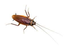 Biar Jorok, Kecoa Ampuh Membasmi Kuman Super