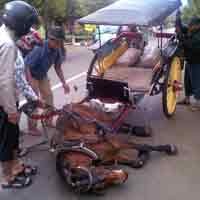 Kuda Penarik Andong Terpeleset, Arus Lalu Lintas Macet