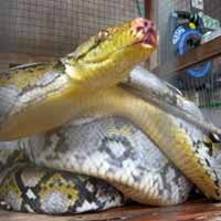 Piton Sepanjang 5 Meter Cari Mangsa di Pemukiman Warga