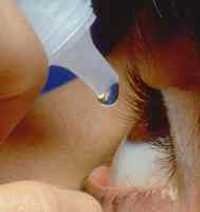 Apakah Obat Tetes Mata Batalkan Puasa?