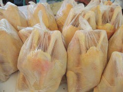 Memilih Ayam Kampung