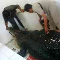 Wagub Jatim Prihatin Matinya Satwa di KBS