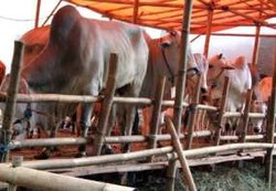4.000 Sapi Siap Dijual di Pasar Murah Seluruh Indonesia