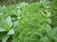 Hiking Di Selo Boyolali