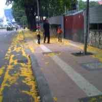 Idul Fitri di Surabaya Ditemani Guguran Bunga Pohon Sono