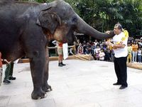 Patrialis Bermain Bersama Gajah Lintang