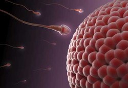 Pria HIV Bisa Punya Anak Sehat dengan Sperma Beku Cepat