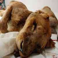 Lagi, Singa Afrika KBS Mati