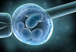 Ovarium Buatan Mampu Matangkan Sel Telur di Luar Tubuh