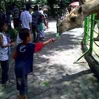 Libur Lebaran Usai, Pengunjung KBS Tak Sesuai Target