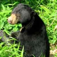 Museum Satwa Batu Datangkan Beruang Madu