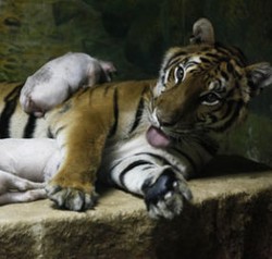 Lagi, Petani Sawit di Riau Tewas Diterkam Harimau