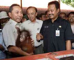 Harimau Terkam Warga Hingga Tewas, Menhut Salahkan Manusia