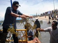Fadel Serahkan Bibit Rumput Laut