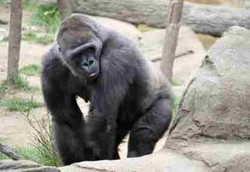 Ini Dia Keluarga Monyet yang Menularkan Malaria