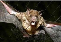 Kelelawar Penghisap Darah Manusia Sebarkan Rabies