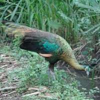 Merapi Bergejolak, Burung Merak Turun Gunung