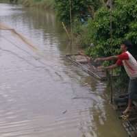 Tambak Ikan Situ Sasak Jebol, Warga Serbu Dengan Pancing dan Jaring
