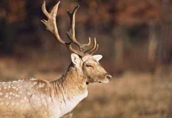 7 Jenis Binatang yang Bermanfaat Bagi Kesehatan