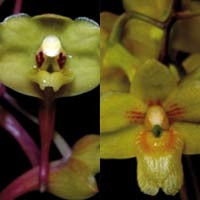 LIPI Publikasikan 2 Spesies Anggrek Baru