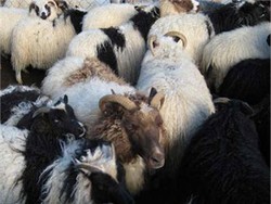 Islandia Tunda Penyembelihan Hewan Halal